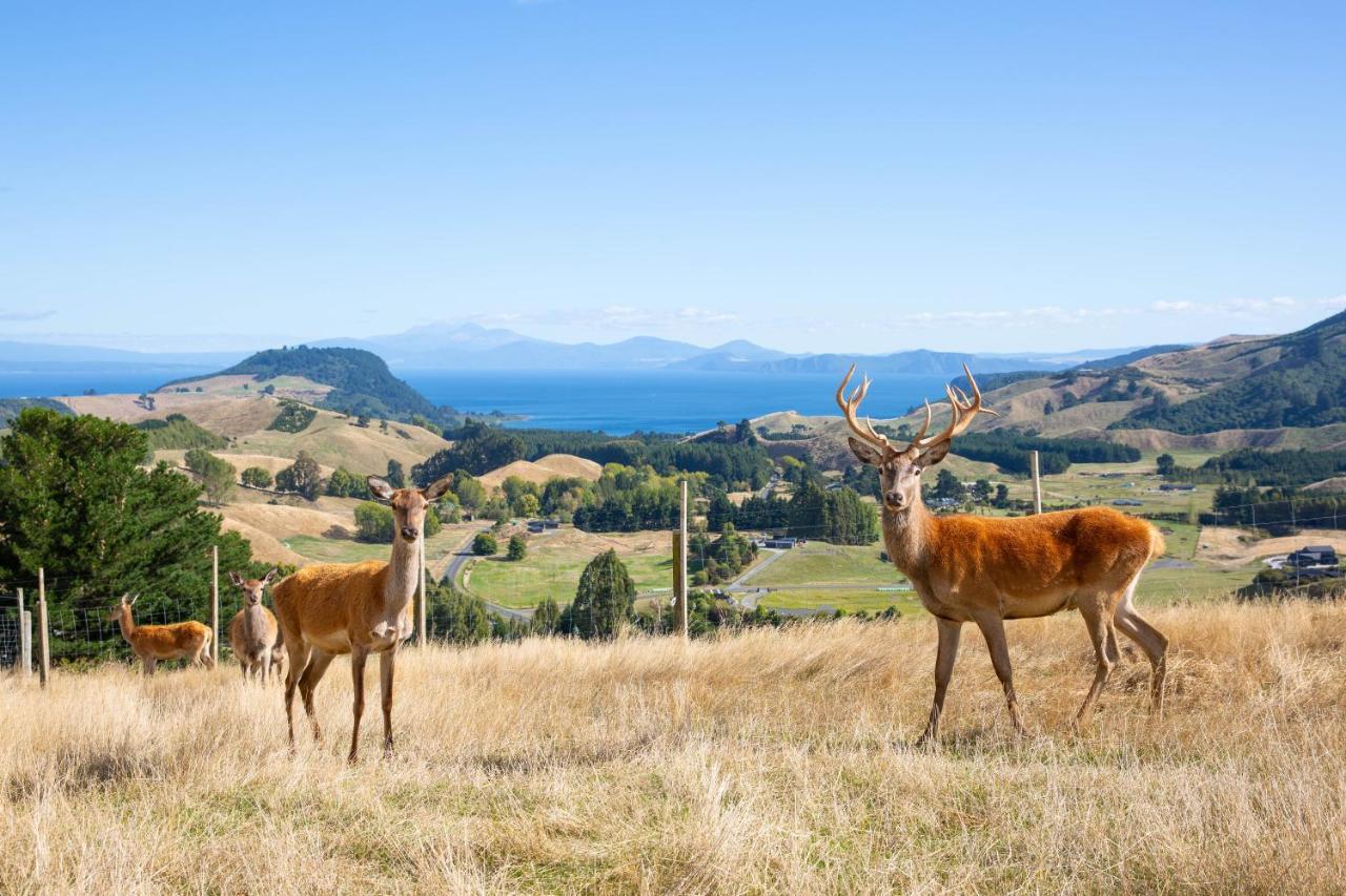 Hilltop Whakaipo Estate タウポ エクステリア 写真