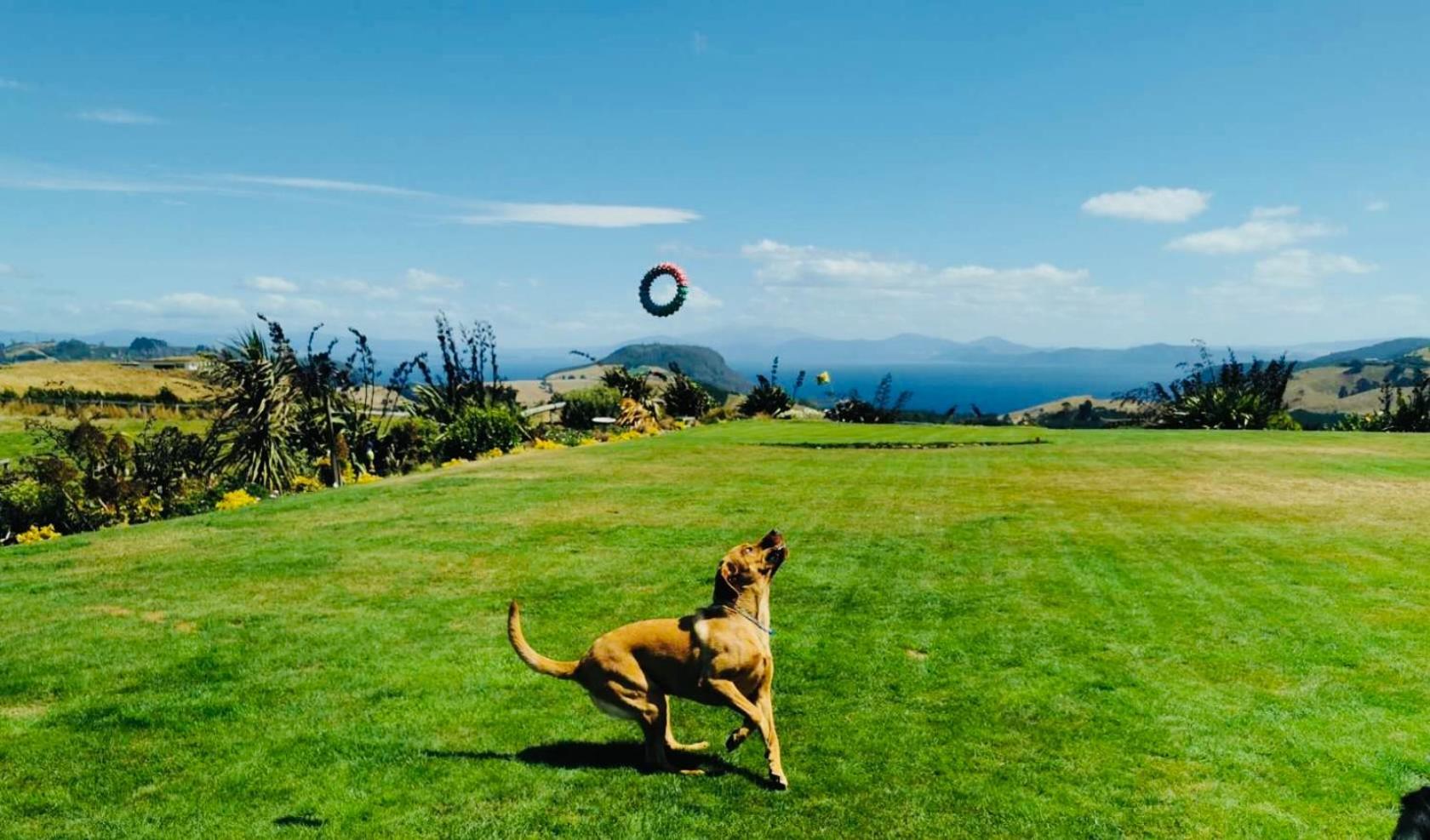 Hilltop Whakaipo Estate タウポ エクステリア 写真